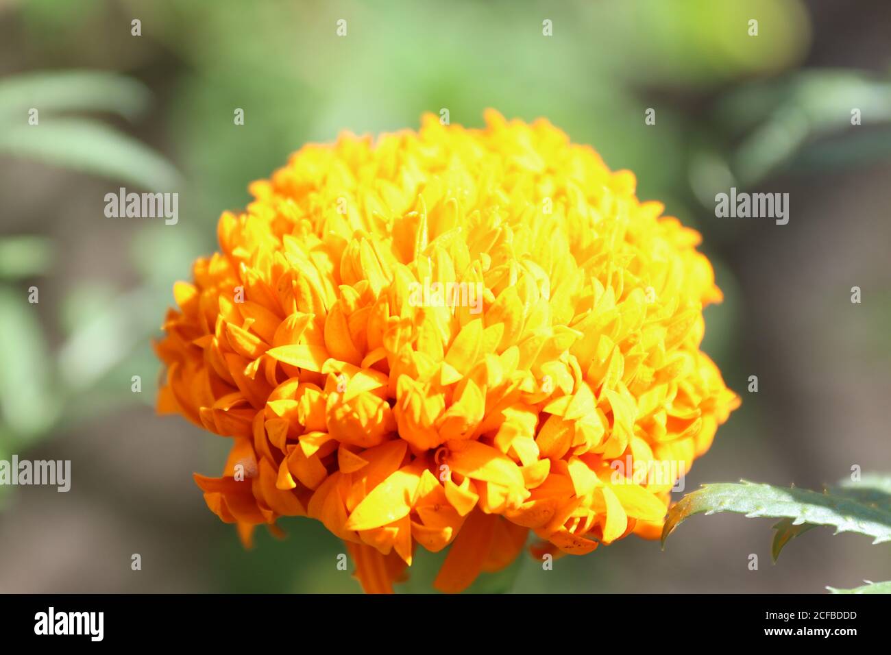 Migliaia di petali in un fiore che mostrano l'armonia con il mondo, la lezione dalla natura. Foto Stock