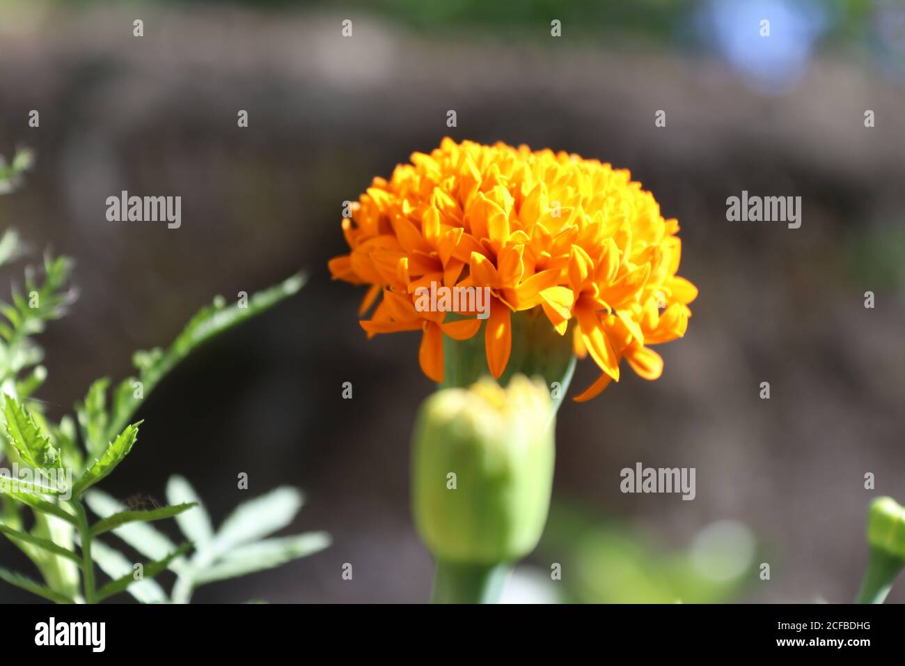 Germoglio e fiore. Foto Stock