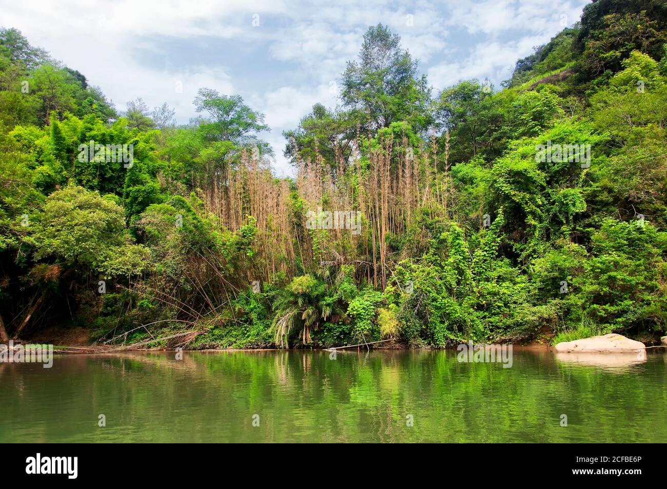 Un boschetto di alberi di bambù e insolite formazioni rocciose sul fiume a nove curve in cina wuyishan nella provincia fujiana. Foto Stock
