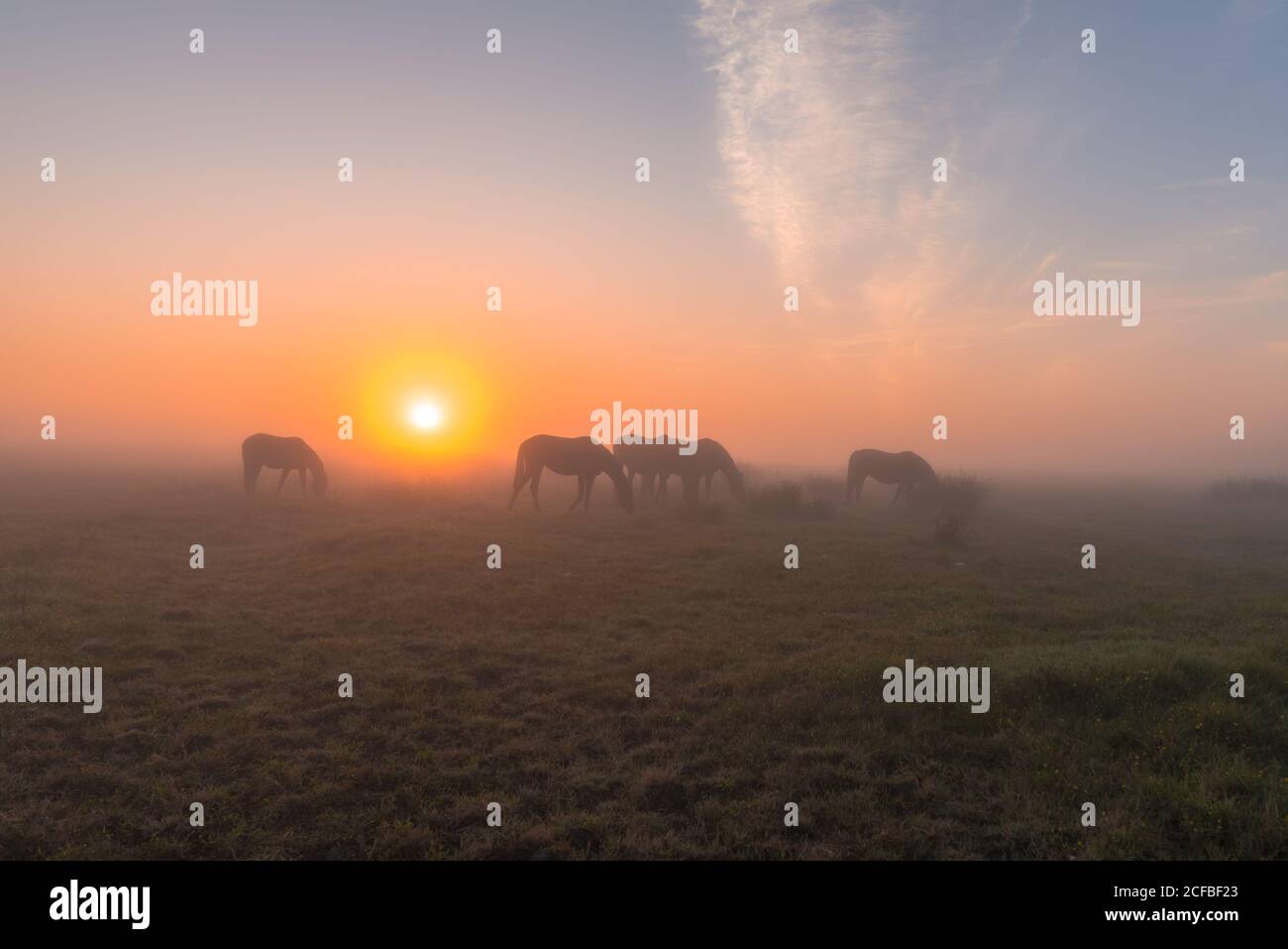 I cavalli pascolano su un pascoli dewy una mattina nebbiosa all'alba, Holl, Danimarca, 14 agosto 2020 Foto Stock