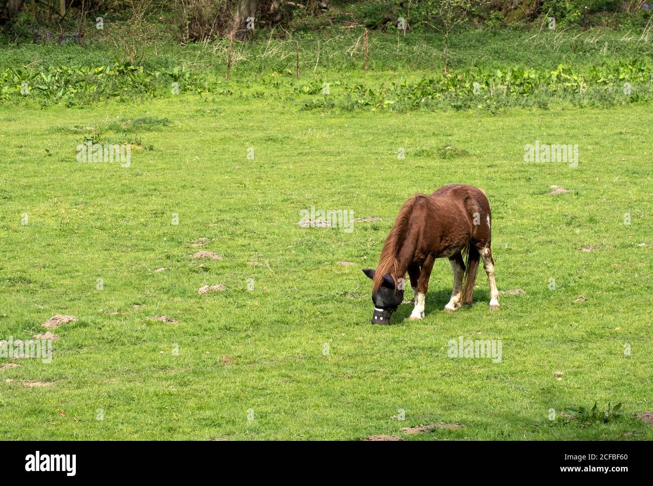 Solitaria pascolo cavalli in un campo Foto Stock