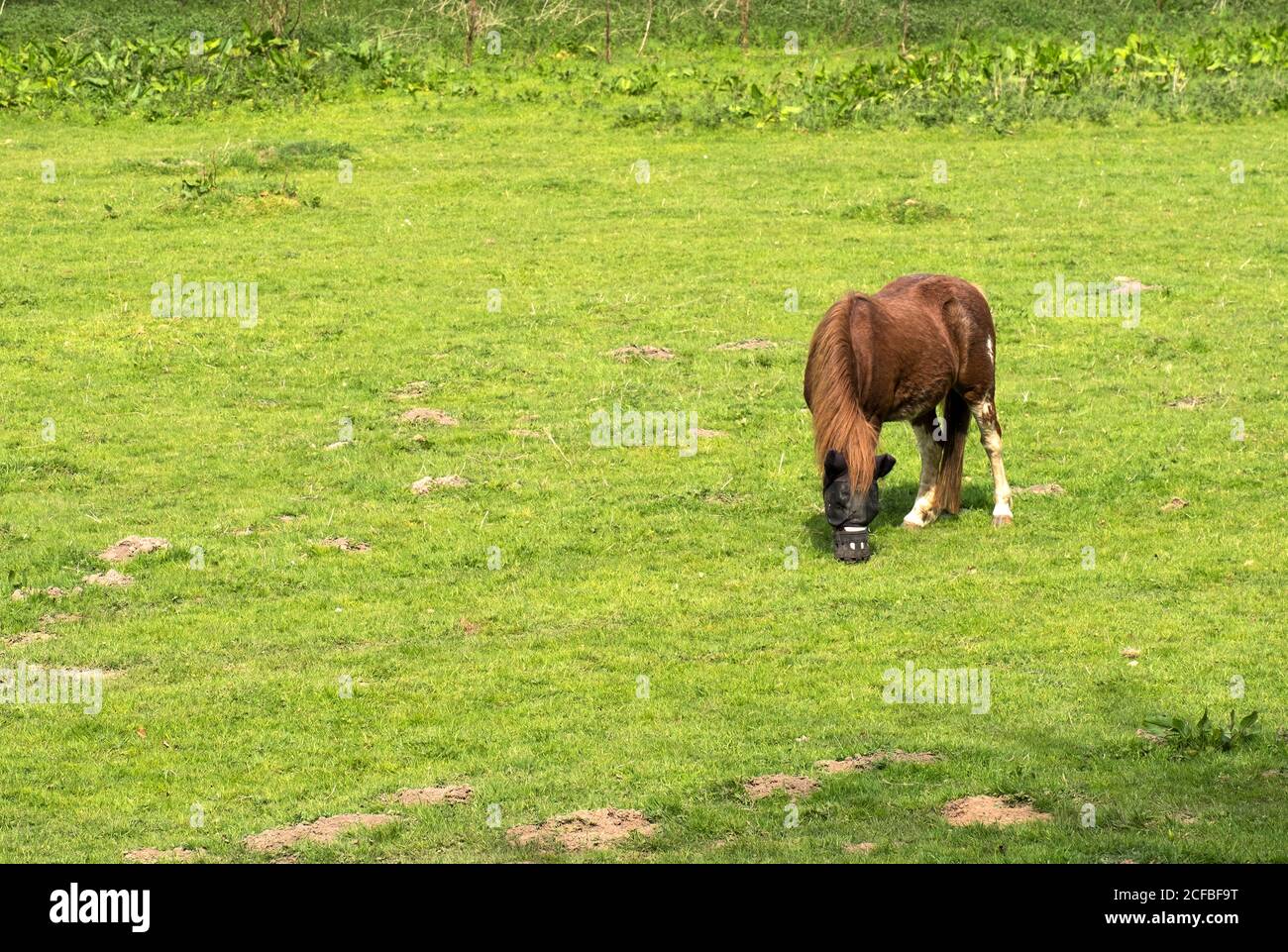 Solitaria pascolo cavalli in un campo Foto Stock