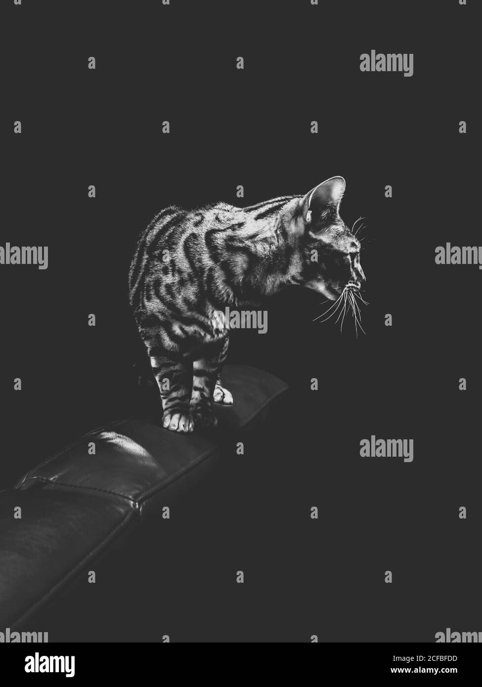 Bel gatto bengala purebred su divano rosso, divano, studio foto Foto Stock