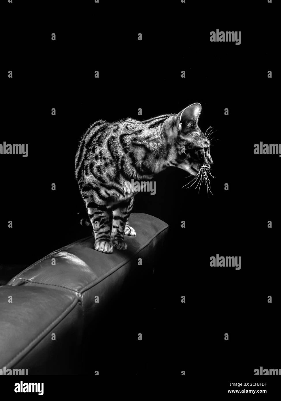 Bel gatto bengala purebred su divano rosso, divano, studio foto Foto Stock