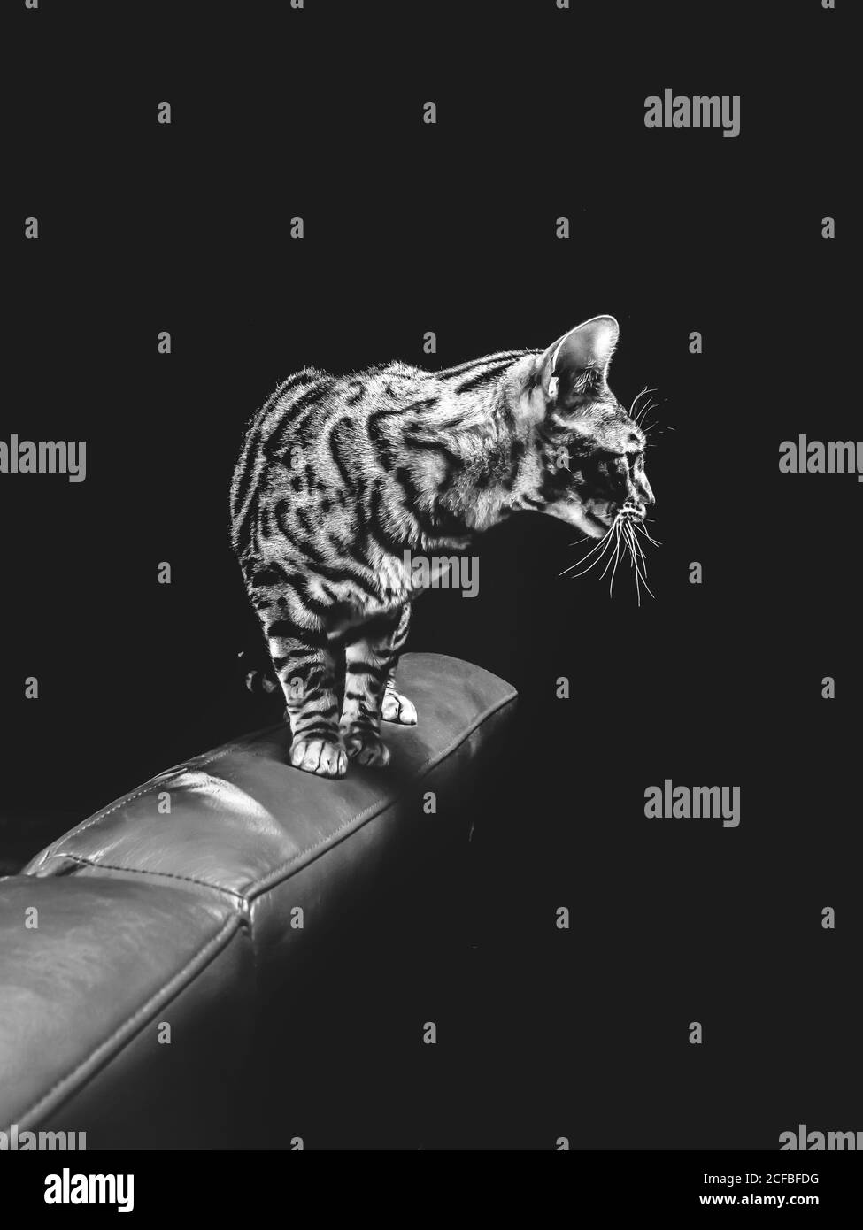Bel gatto bengala purebred su divano rosso, divano, studio foto Foto Stock