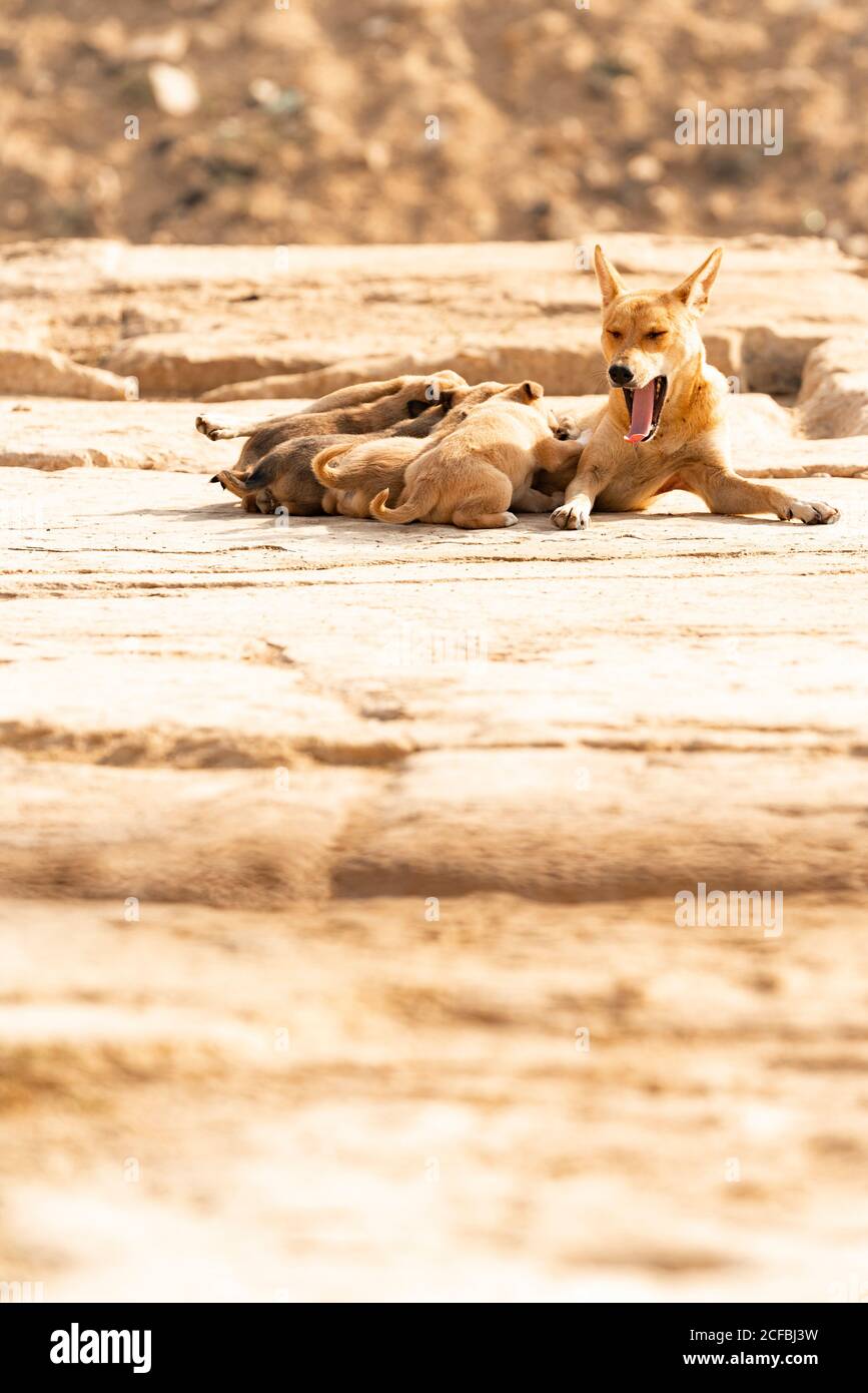 Un cane femmina urla mentre allena i suoi cuccioli il deserto Foto Stock