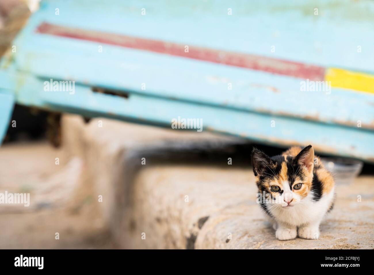 Un gattino senza casa si siede su un muro vicino a una barca Foto Stock