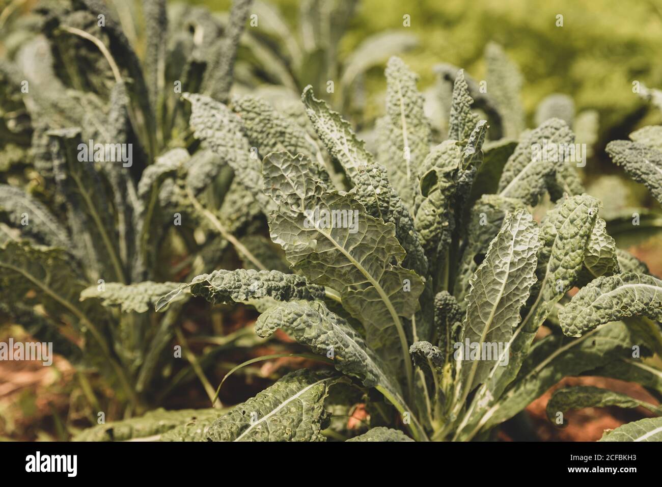 Lacinato kale in un campo Foto Stock