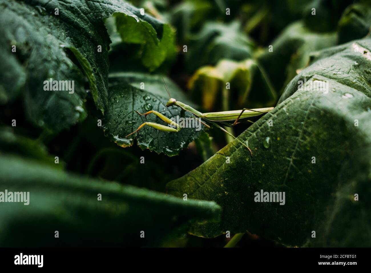 Pregare Mantis camminare su foglie bagnate Foto Stock