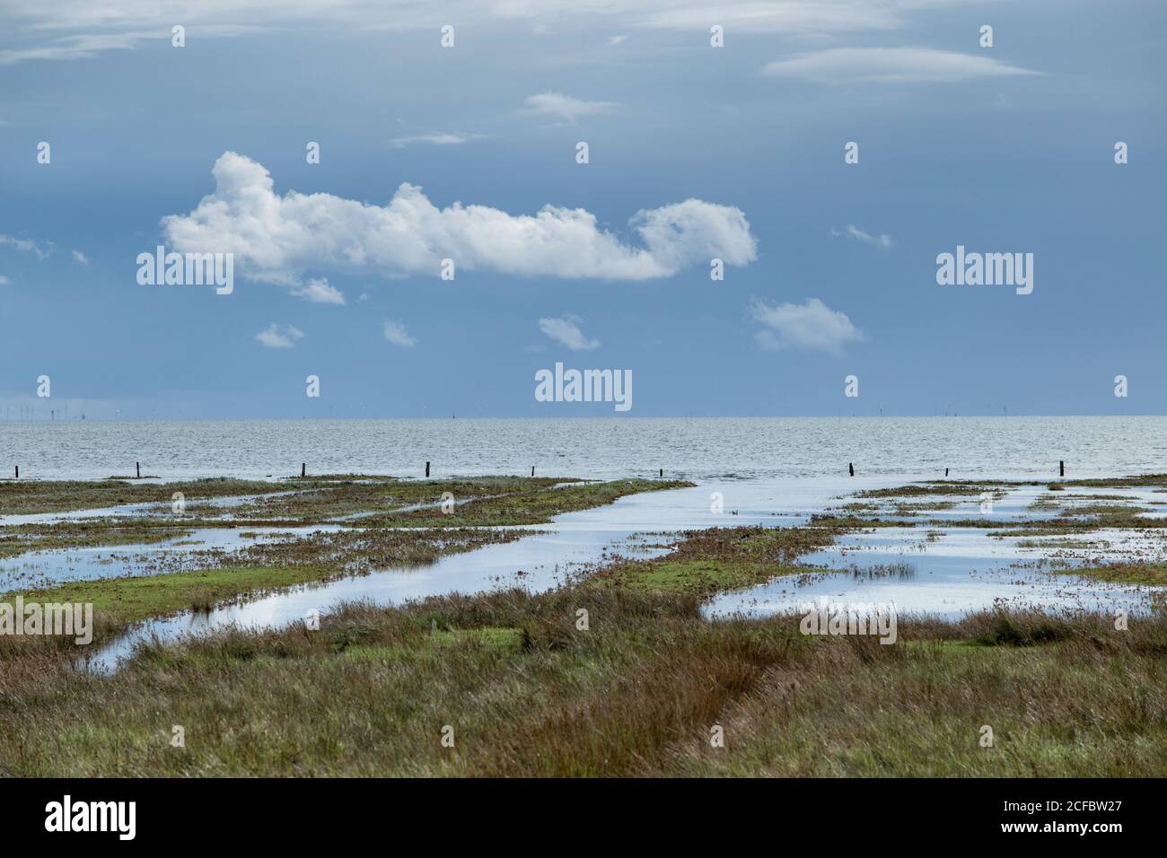 Billpolder, Salzwiesen, Juist, Isole Frisone Orientali Foto Stock
