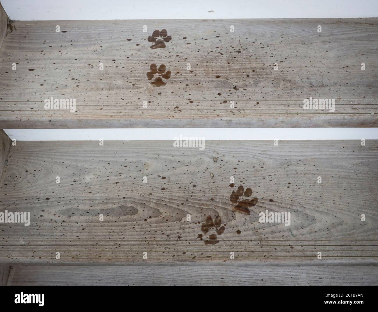 Cane zampe su scale di legno di frassino Foto Stock