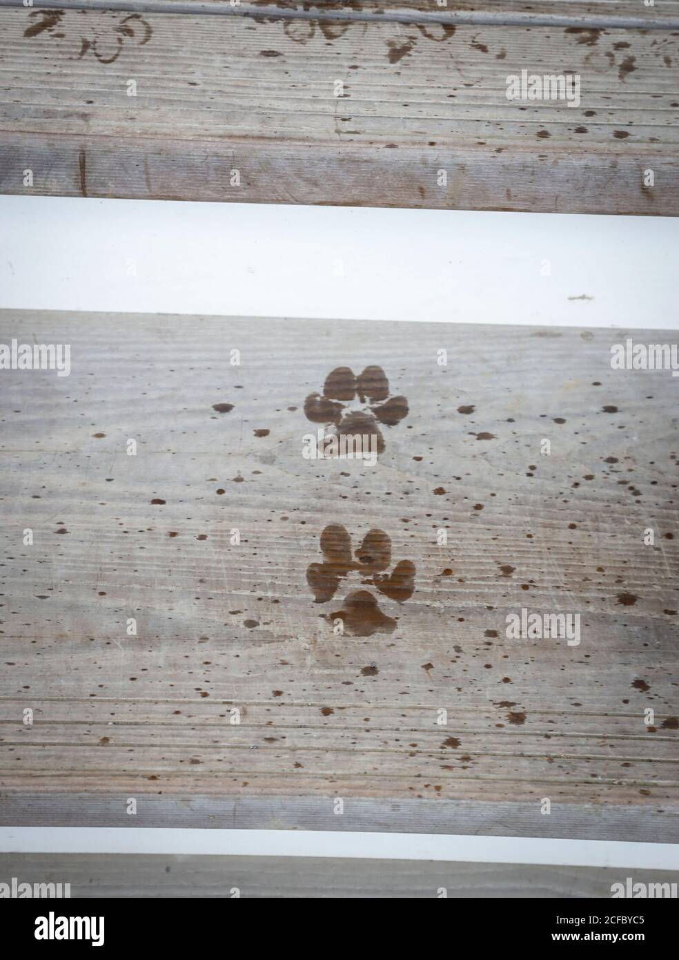 Cane zampe su scale di legno di frassino Foto Stock