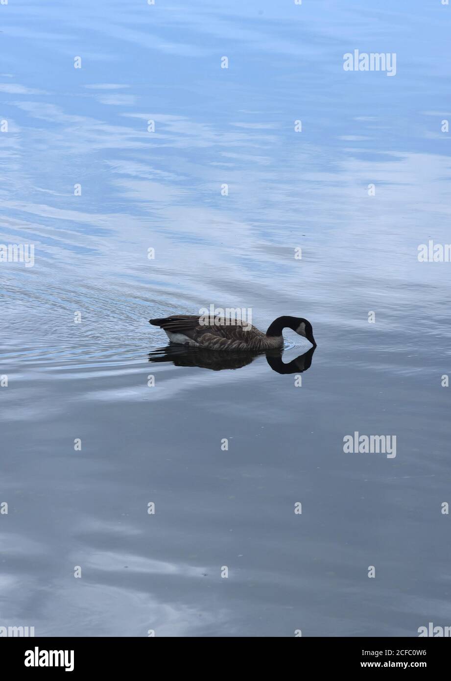 Una sola oca canadese si tuffa mentre pagaia attraverso l'acqua che sta riflettendo il cielo Foto Stock