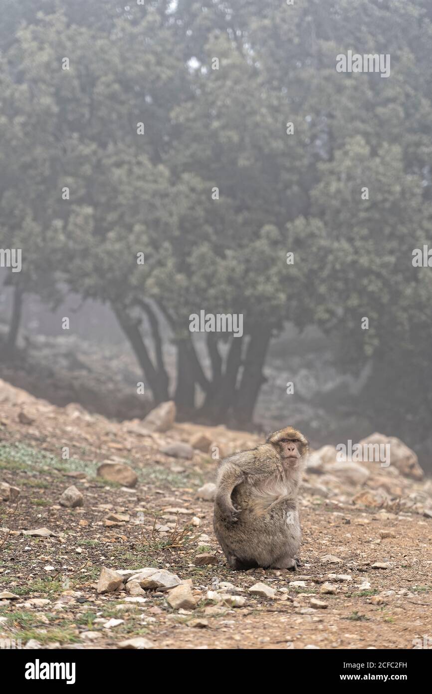 Montagne dell'Atlante, macaco di Barbary, nebbia, gesto rude, Africa del Nord Foto Stock