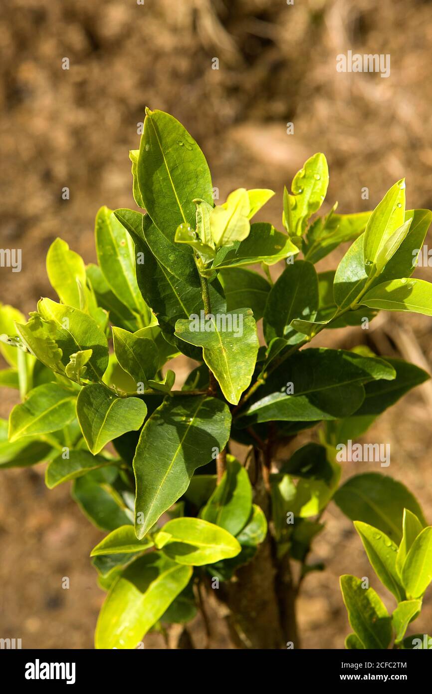 La piantagione di coca Erythroxylum coca, foglie la produzione di cocaina, Perù Foto Stock