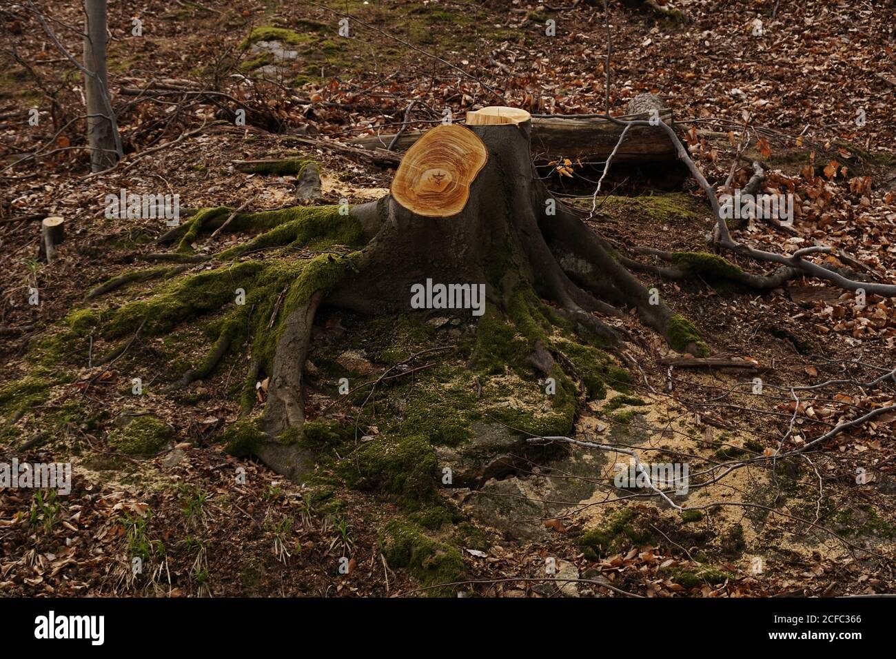 Il moncone di legno è rimasto da albero tagliato con cono di abete e. Erba appassita nella foresta della Polonia meridionale in giornata di sole Foto Stock