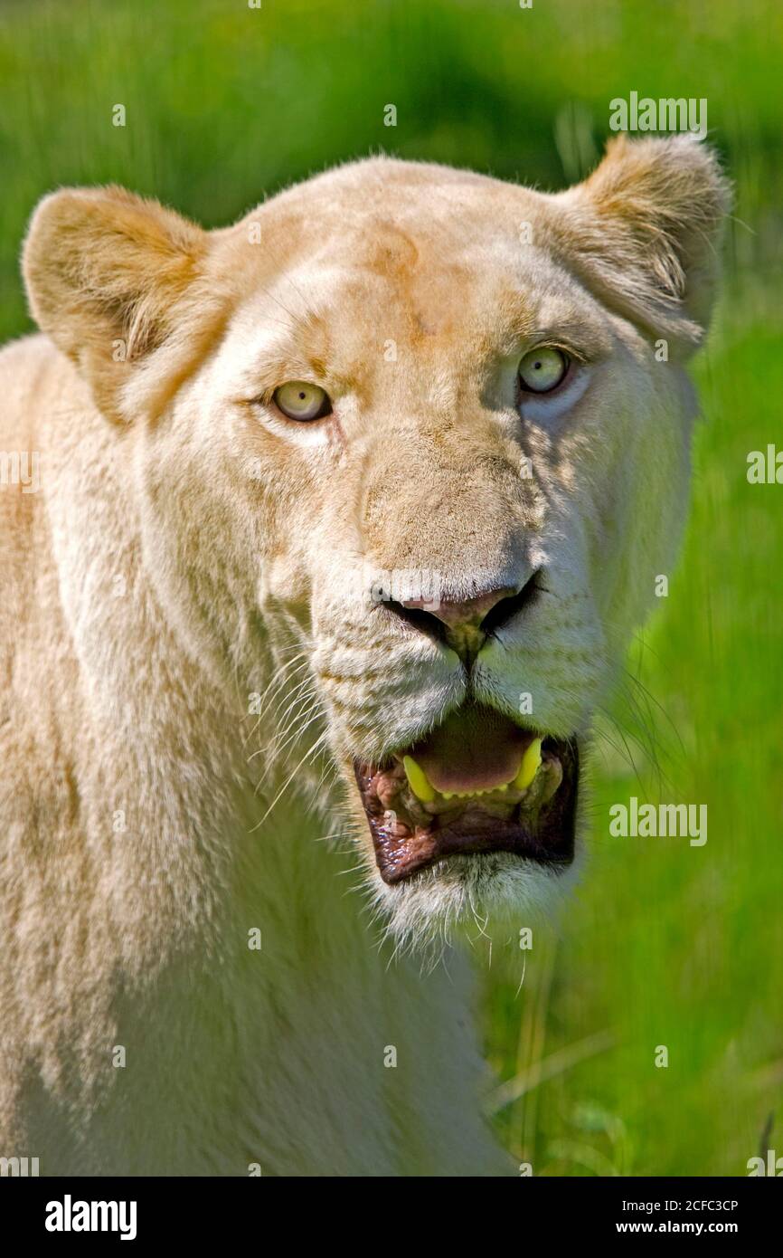 WHITE LION panthera leo krugensis, ritratto di femmina adulta Foto Stock