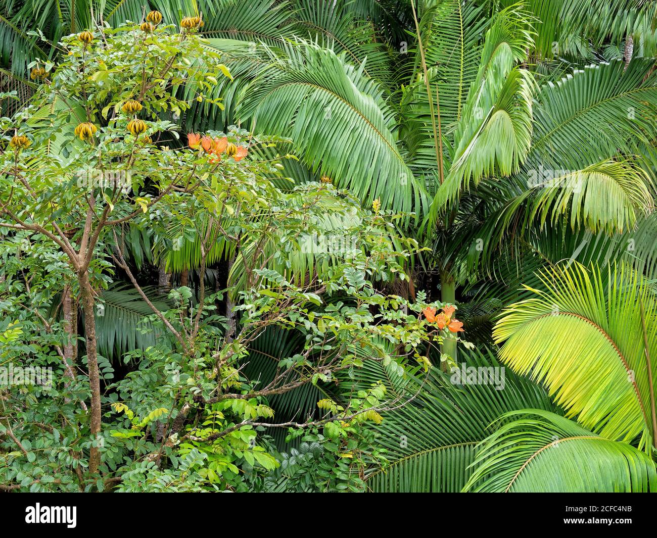 Famiglia botanica Arecaceae, Hawaii, Big Island, colore verde, Hawai'i, natura, tropicale, USA, palme, vegetazione Foto Stock