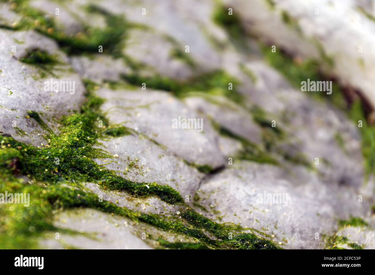 Bella closeup di muschio verde soffice sulla pietra Foto Stock