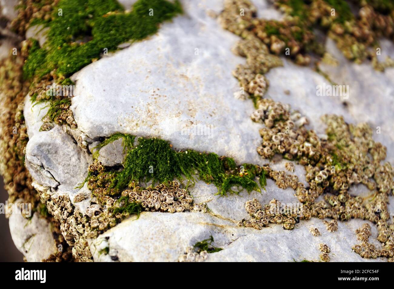 Bella closeup di muschio verde soffice sulla pietra Foto Stock