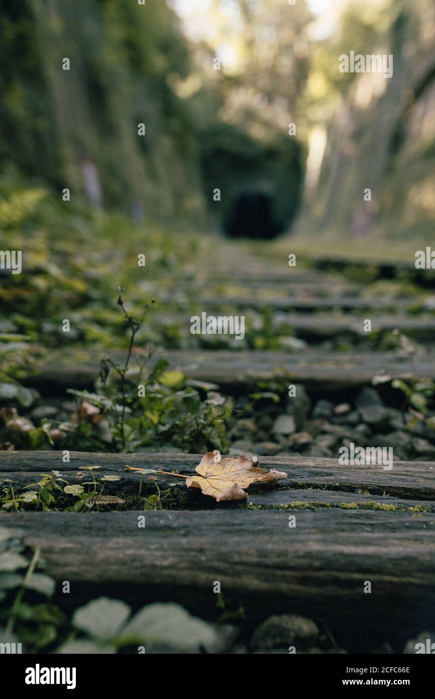 Piccola foglia secca di acero che giace su traversina di legno vecchio di ferrovia abbandonata Foto Stock