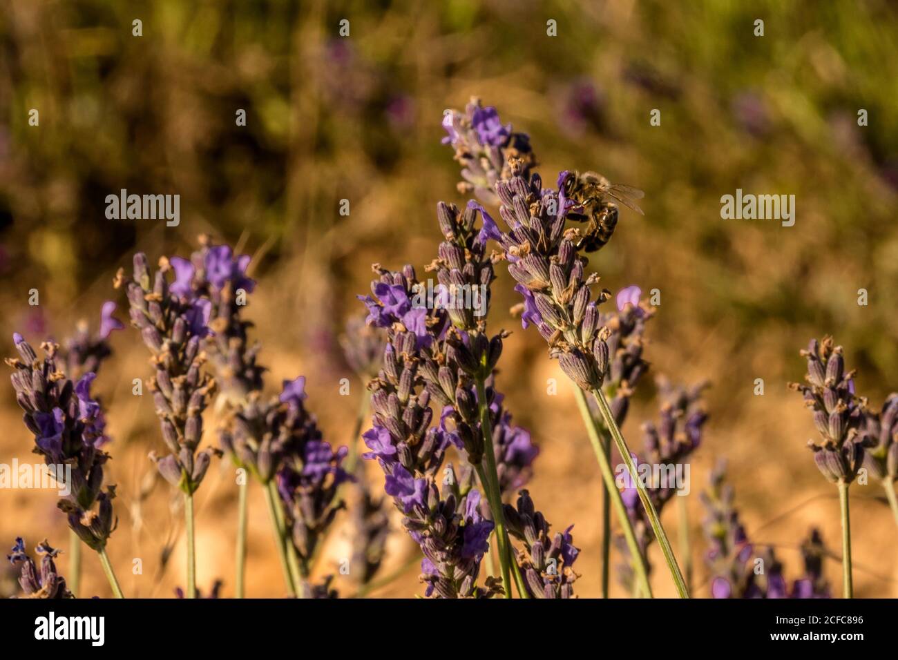Cespuglio crescente di lavanda viola aromatica con fiori di ape impollinante giorno di sole su sfondo sfocato Foto Stock
