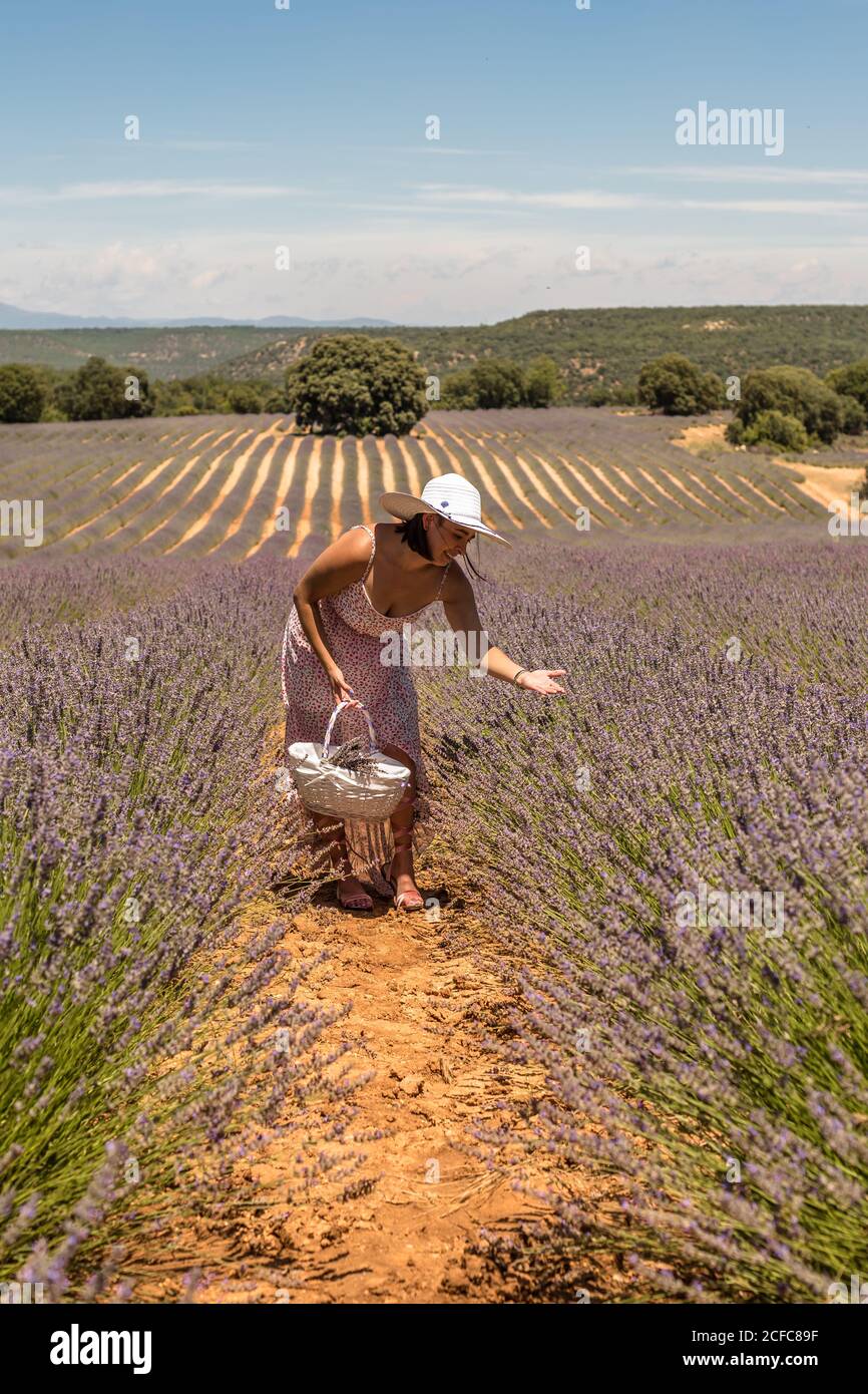 Donna in abito e cappello con cesto che si piega sulla lavanda bush mentre camminando in campo pittoresco il giorno d'estate Foto Stock