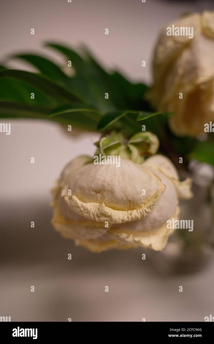 Rose appassite e sbiadite in un vaso, studio photography, Amburgo, Germania - 27 dicembre 2019. Primo piano con sfocatura nell'immagine. Foto Stock