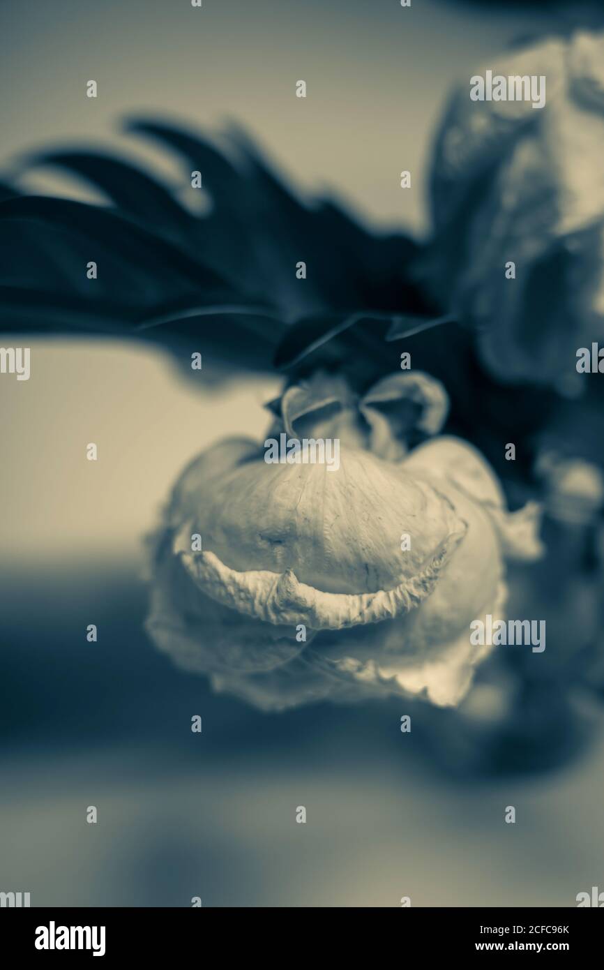 Rose appassite e sbiadite in un vaso, studio photography, Amburgo, Germania - 27 dicembre 2019. Primo piano con sfocatura nell'immagine. Foto Stock