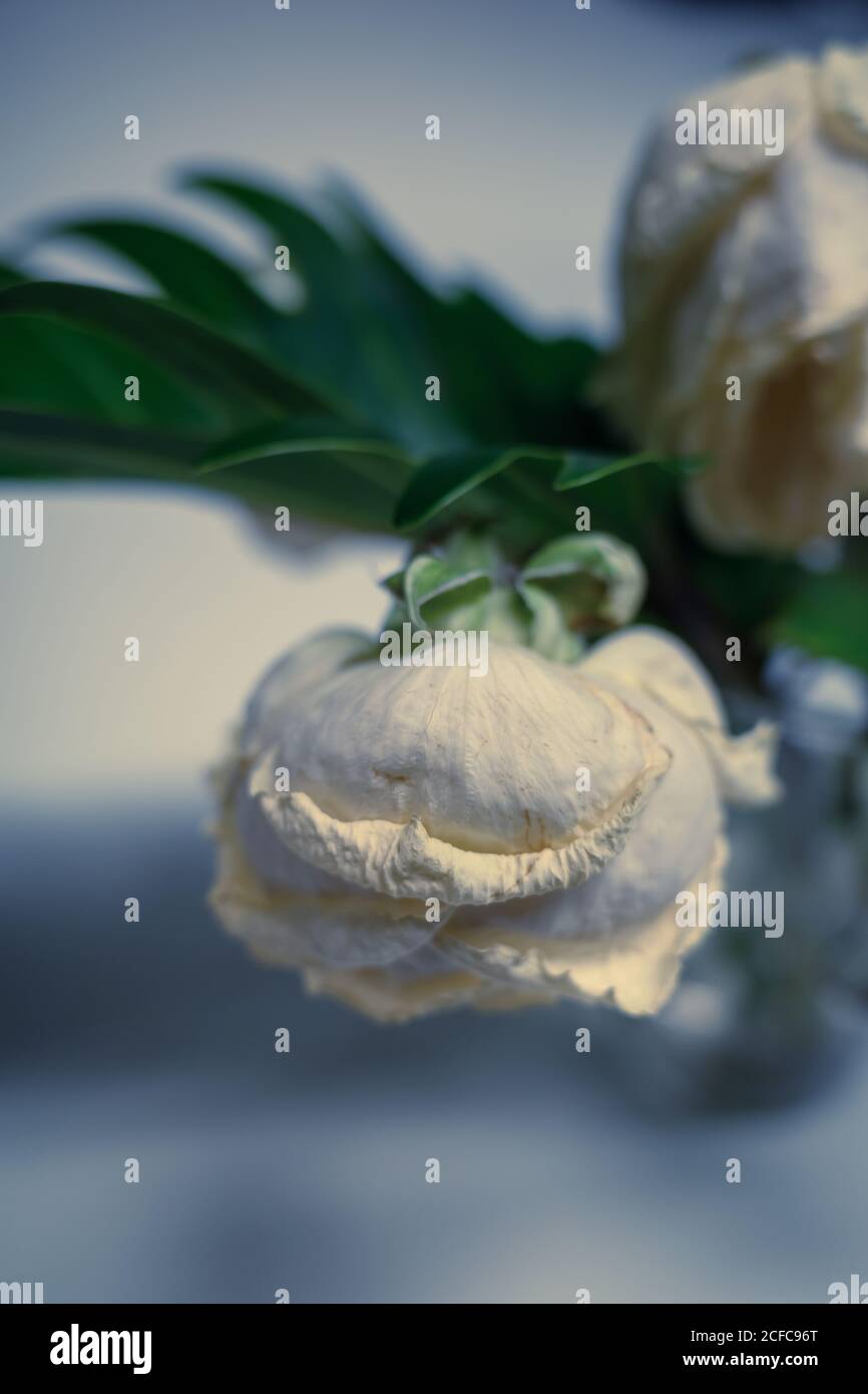 Rose appassite e sbiadite in un vaso, studio photography, Amburgo, Germania - 27 dicembre 2019. Primo piano con sfocatura nell'immagine. Foto Stock