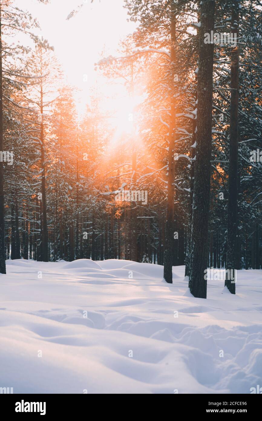 Pittoresco paesaggio invernale con il sole che splende attraverso i rami di pino Alberi nella foresta invernale con rondini bianchi nella campagna finlandese Foto Stock