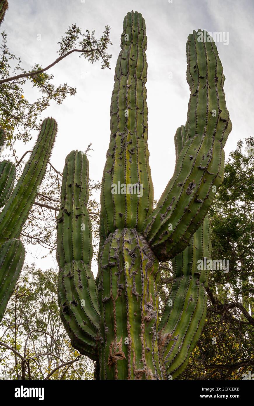 Baja California sur, Messico - 23 novembre 2008: Foreste secche della Sierra de la Laguna. Cactus gigante elefante contro il cielo d'argento con verde vegetazione ar Foto Stock
