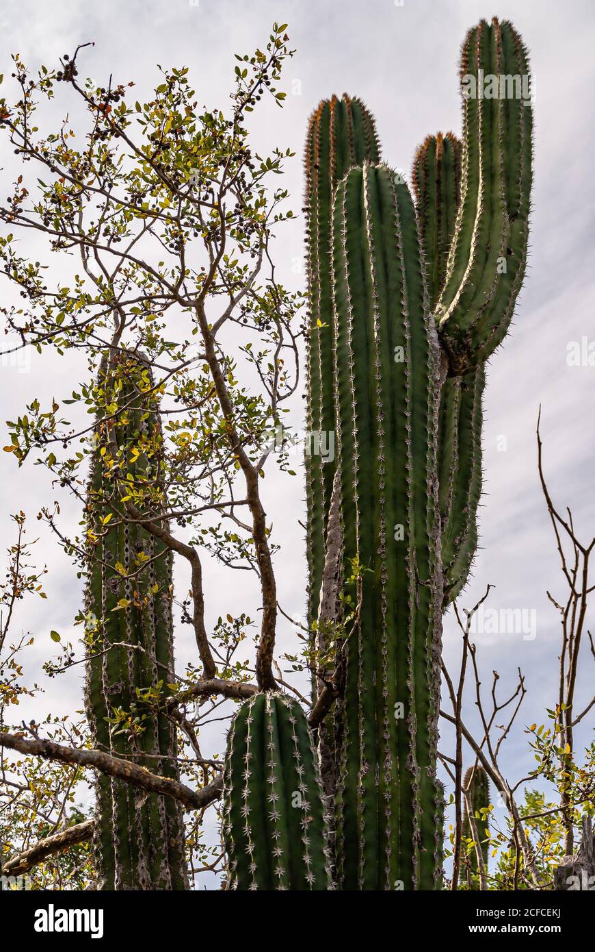 Baja California sur, Messico - 23 novembre 2008: Foreste secche della Sierra de la Laguna. Cima del cactus gigante elefante contro il cielo d'argento con vegeta verde Foto Stock