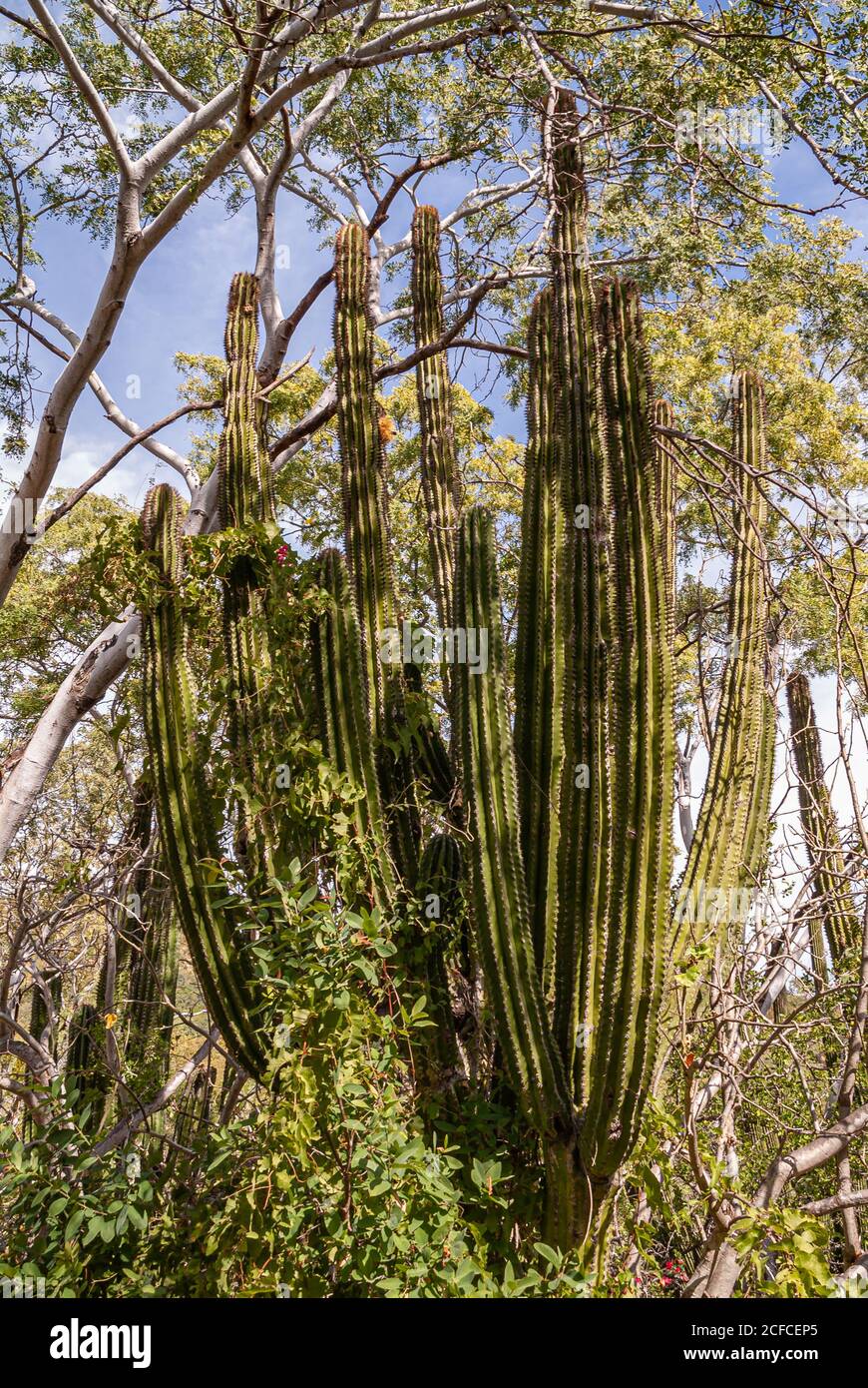 Baja California sur, Messico - 23 novembre 2008: Foreste secche della Sierra de la Laguna. Primo piano di verde gigante elefante cactus corona contro cielo blu sur Foto Stock