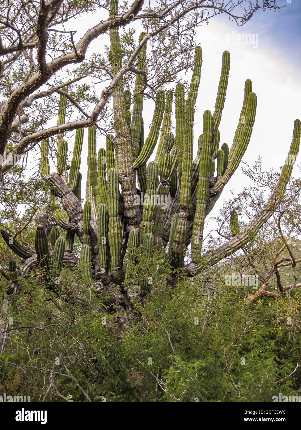 Baja California sur, Messico - 23 novembre 2008: Foreste secche della Sierra de la Laguna. Closeup di una grande corona di cactus elefante gigante verde contro l'argento Foto Stock