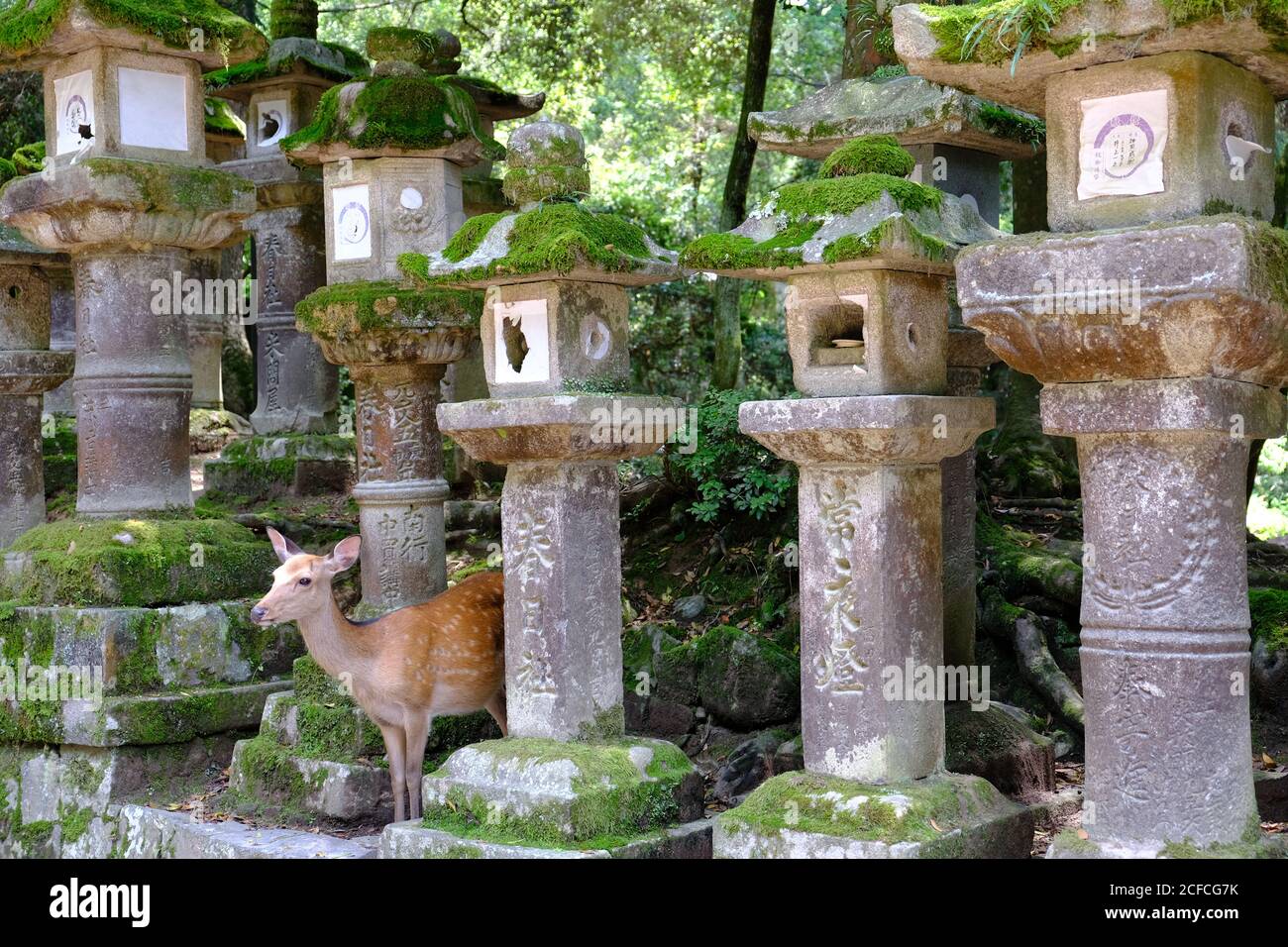 Nara Giappone - Parco Nara antiche lanterne di pietra e un cervi rossi Foto Stock