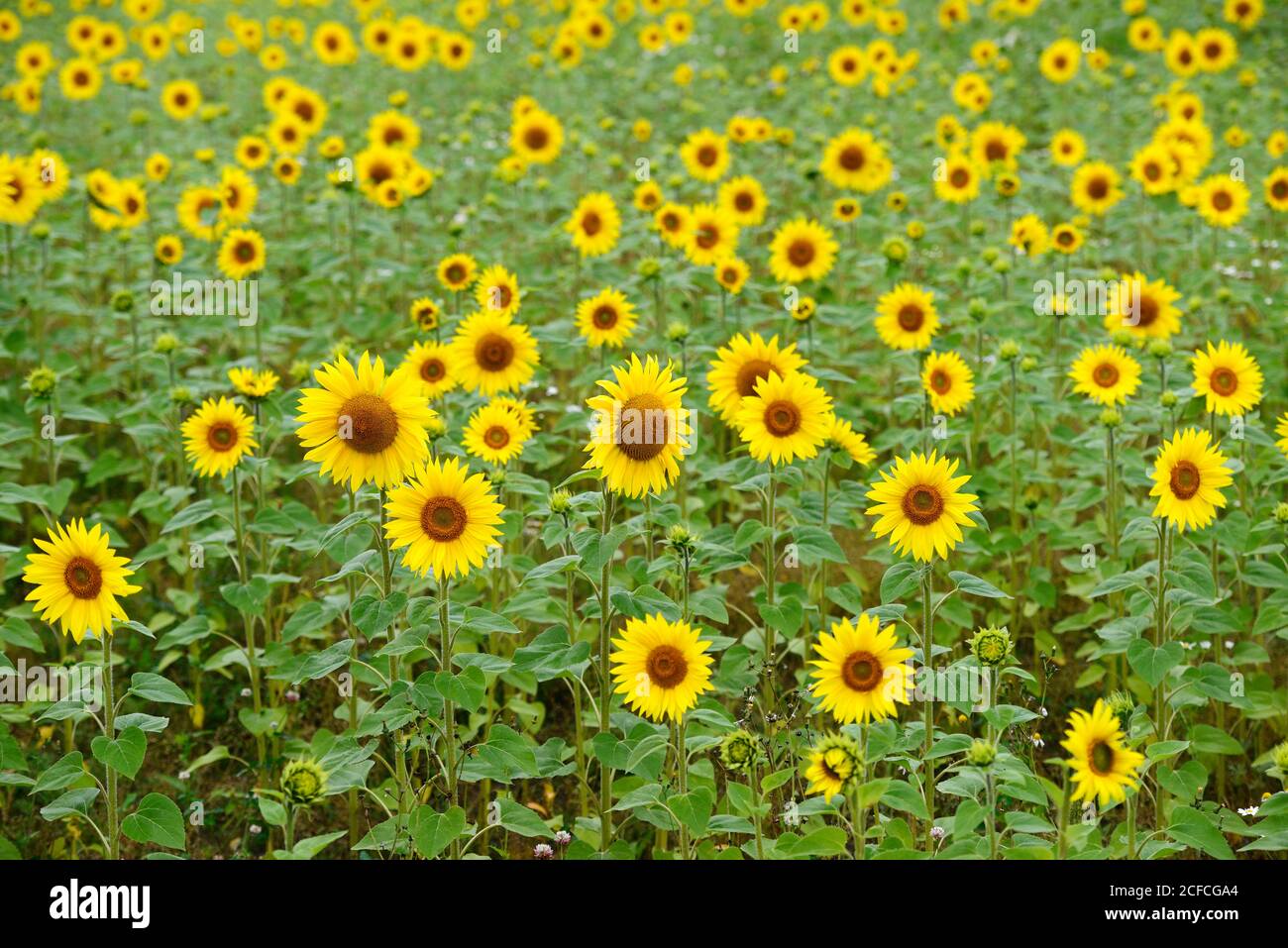 un campo pieno di bellissimi girasoli in fiore Foto Stock