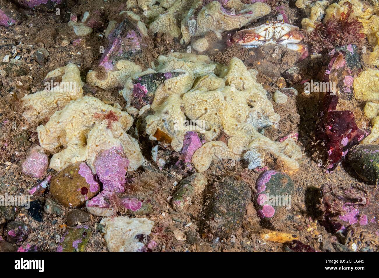 Squirt di mare composto, Didemnum vexillum, un animale marino cordate, nel Golfo del Maine. Questo tunicato coloniale invasivo è un tunicat che si sta diffondendo rapidamente Foto Stock