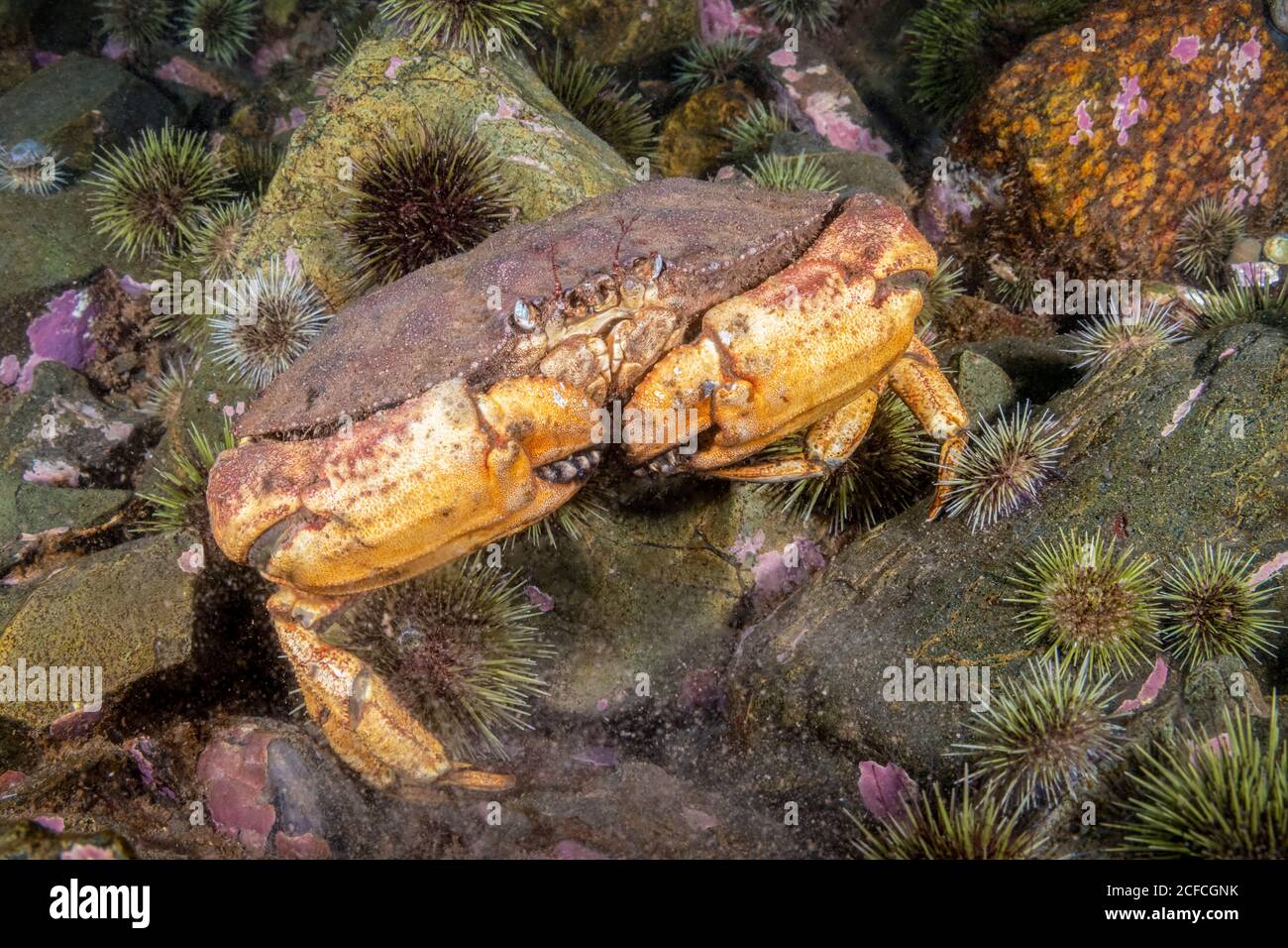 Giona Crab, Cancer Borealis, Eastport, Maine, Usa, Oceano Atlantico Foto Stock