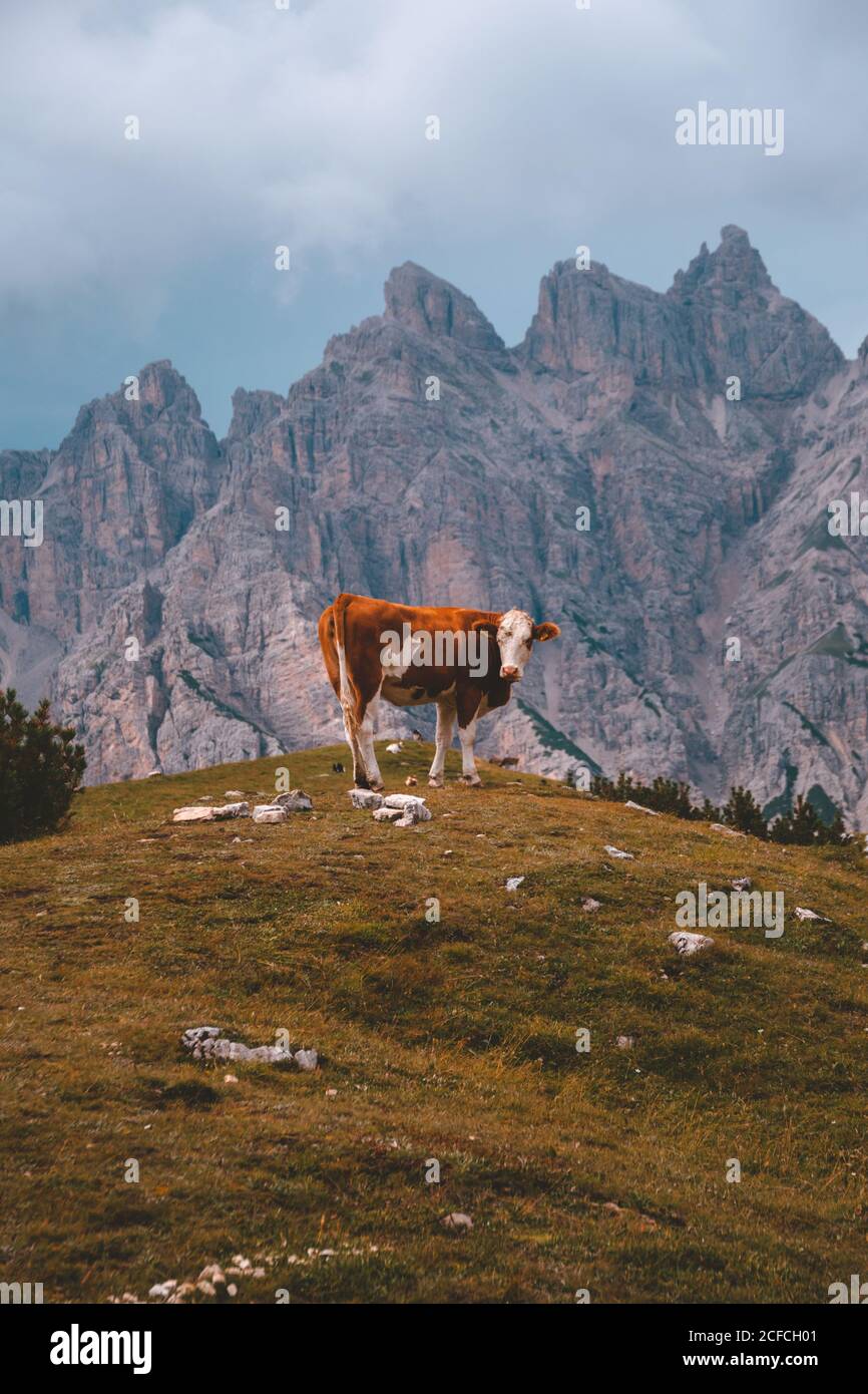 Lone mucca marrone e bianca in piedi sul pascolo e guardando a macchina fotografica su sfondo stupefacente delle alte montagne grigie dentro Dolomiti durante il tempo Foto Stock