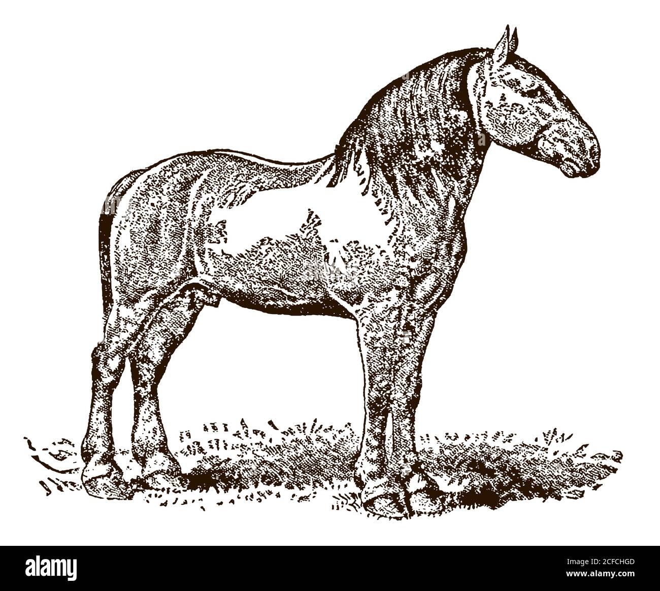 Percheron draft cavallo in vista laterale in piedi su un prato, dopo un'antica illustrazione del 19 ° secolo Illustrazione Vettoriale