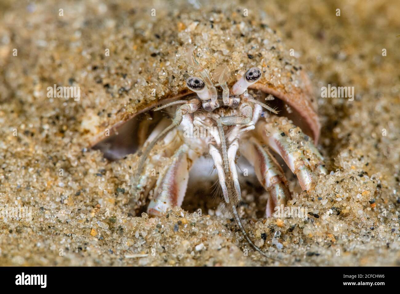 Longwicken Hermit Crab, pagurus longicarpus, Rockport, Massachusetts, USA, Oceano Atlantico, seppellisce nella sabbia per coprire il guscio della lumaca per la protezione Foto Stock