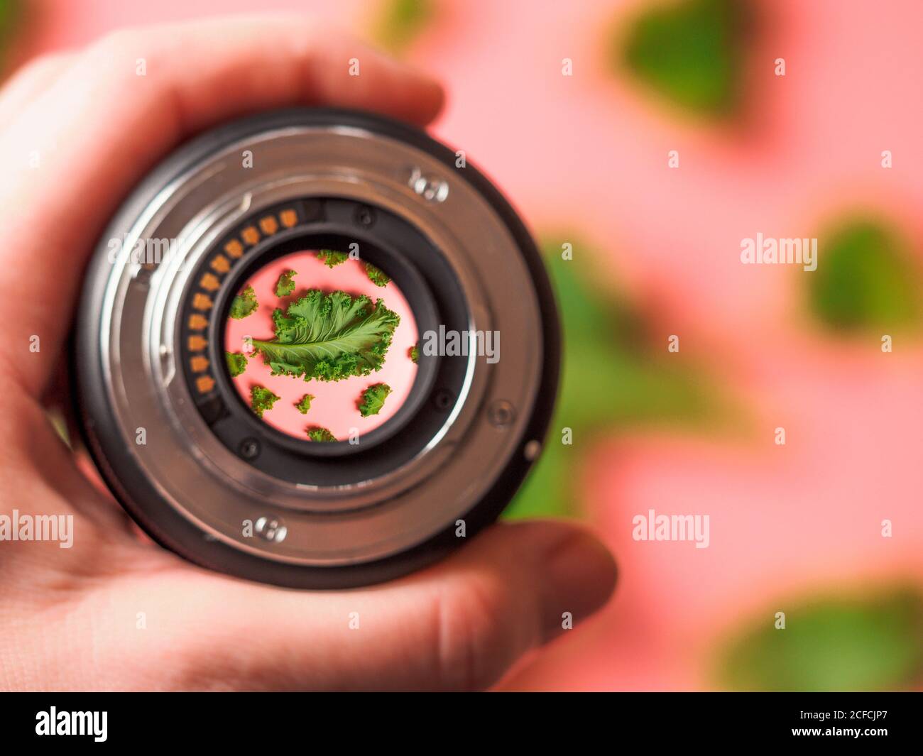 Messa a fuoco morbida delle foglie verdi di kale nell'obiettivo della fotocamera tenuto da un fotografo irriconoscibile Foto Stock