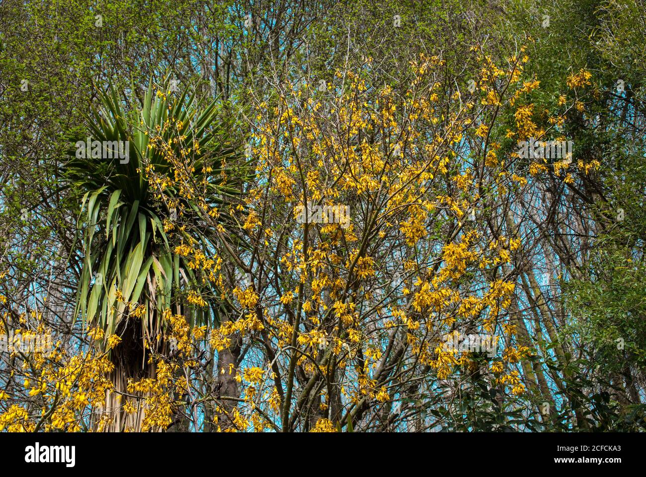 Campagna neozelandese, scene kiwi iconiche: Albero di Kowhai in fiore (Sophora). Foto Stock