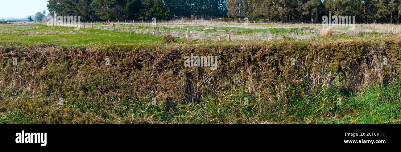Campagna neozelandese, scene kiwi iconiche: Siepi di gola. Purtroppo la gola si diffonde ben oltre le siepi e costa milioni di dollari. Foto Stock