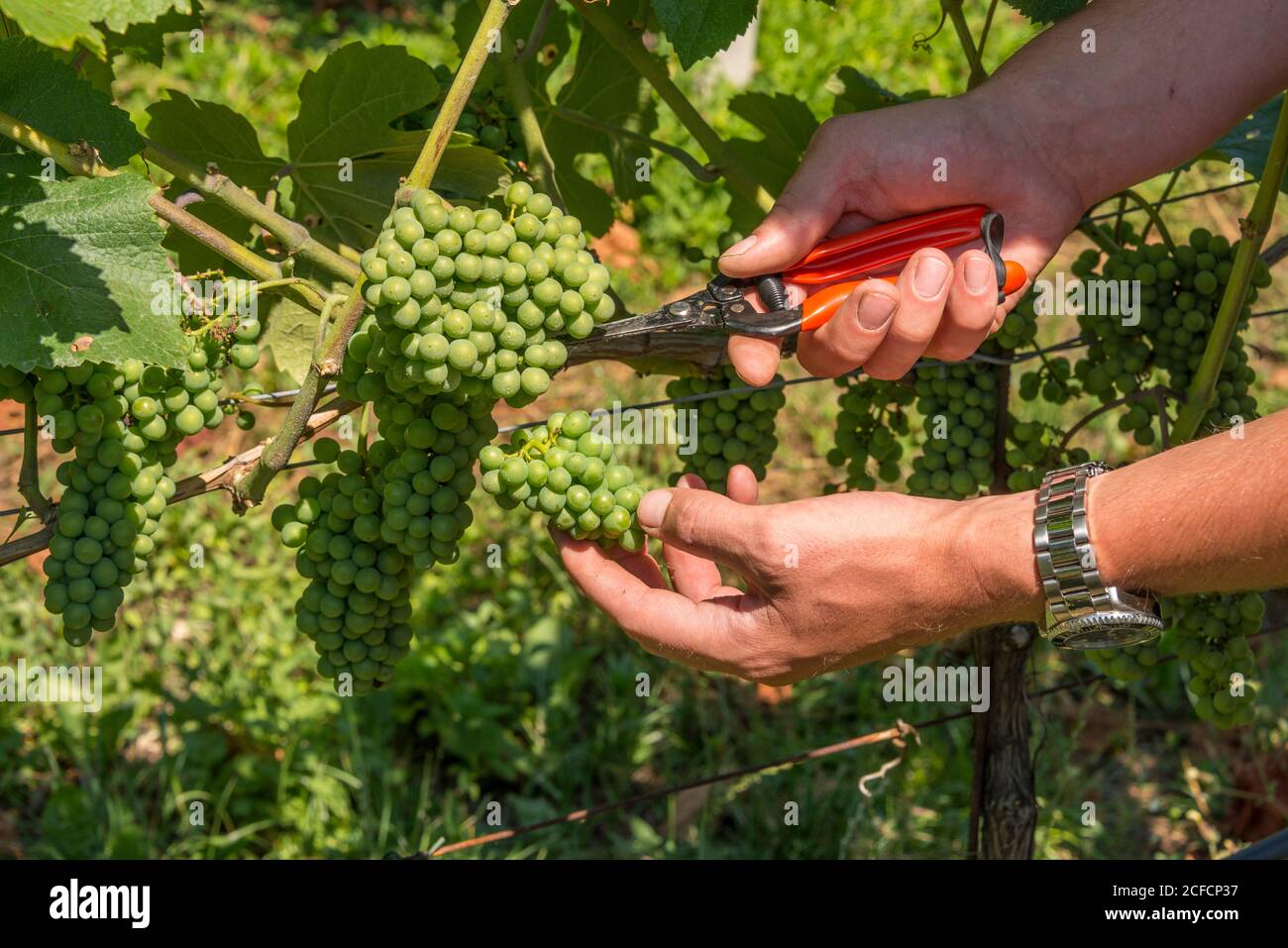 Italia, Trentino-Alto Adige, Alto Adige, Alto Adige, Etschtal, Terlan / Terlano, vino, viticoltura, cantina Terlan, vigneto, condivisione uve, Foto Stock