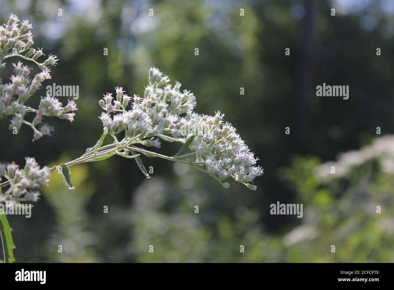 La carota di Daucus, la carota selvaggia, il nido dell'uccello, il merletto del vescovo e il merletto della regina Anna nel prato. Foto Stock