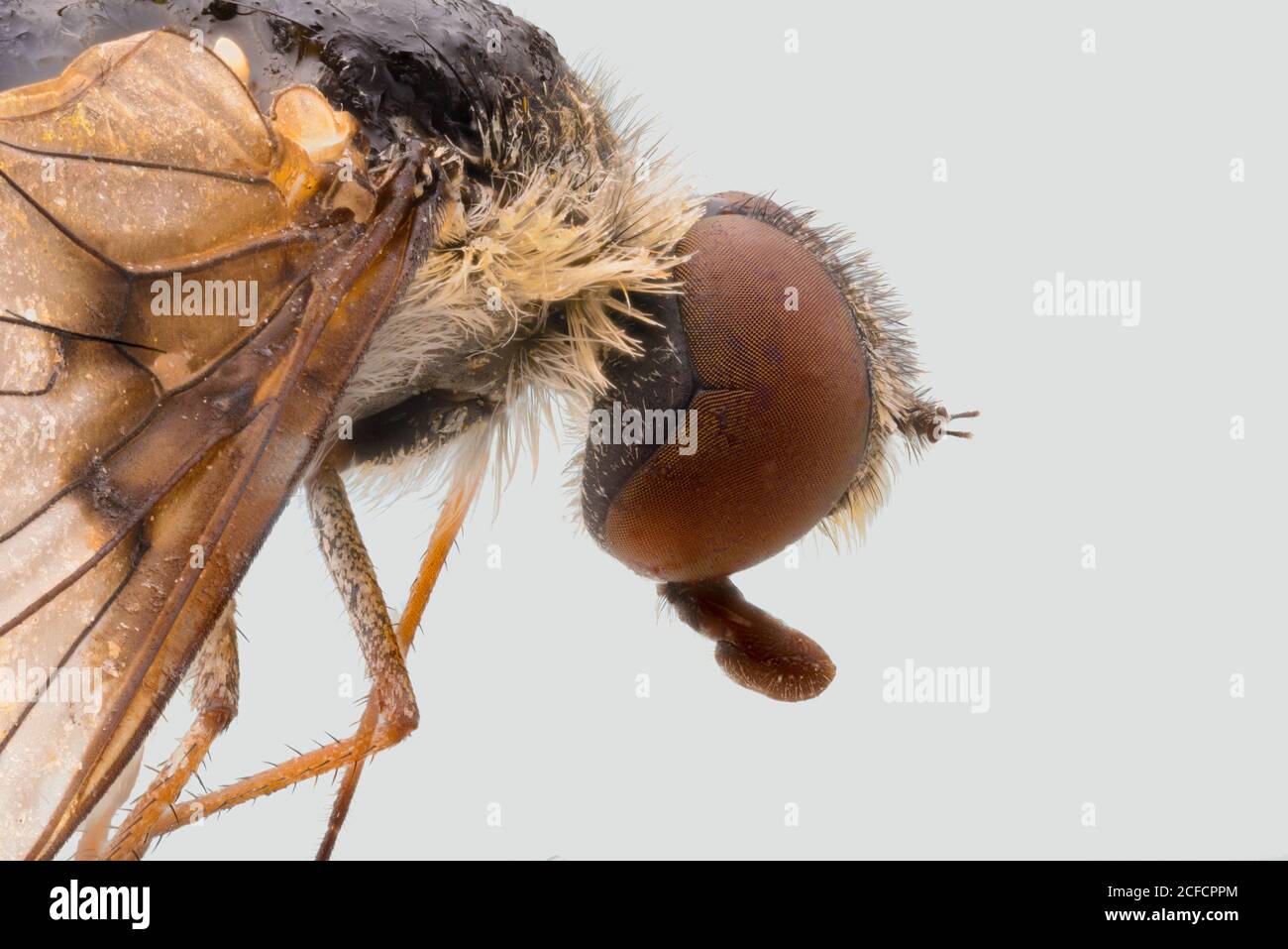 Vista laterale in primo piano della mosca marrone ingrandita con occhi grandi e alette trasparenti Foto Stock