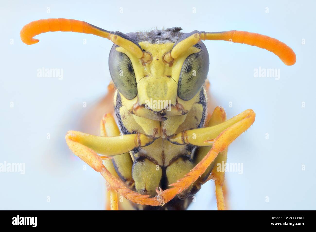 Closeup giallo volanti wasp gambe pieghevoli e guardando la macchina fotografica con grandi occhi verdi Foto Stock