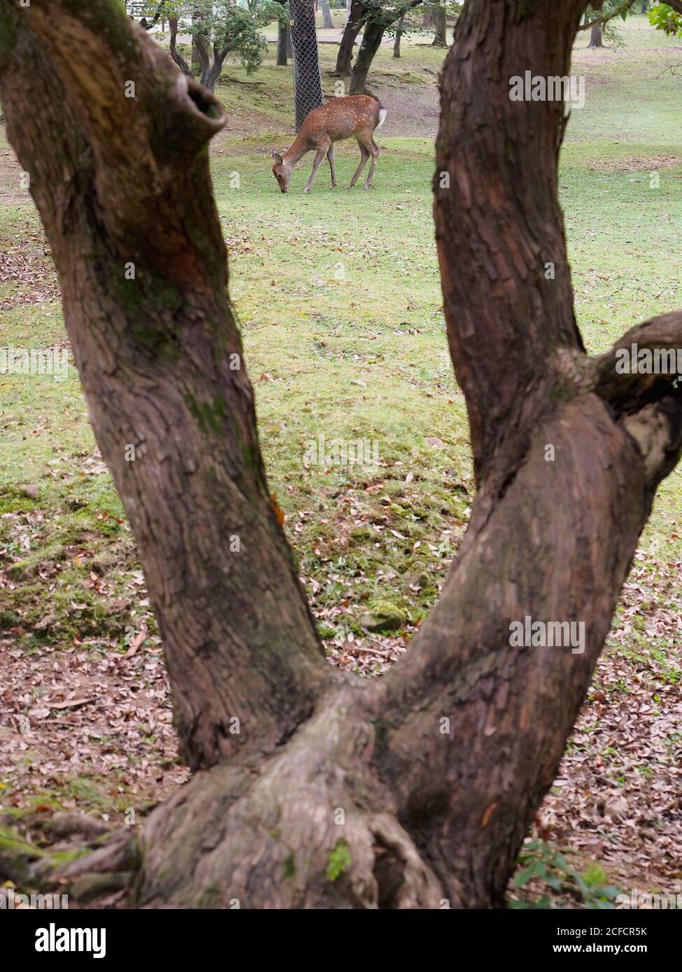 Da sopra di tronco di albero a forcella su erba verde E cervi bruni che pascolano nel bellissimo parco del Giappone Foto Stock